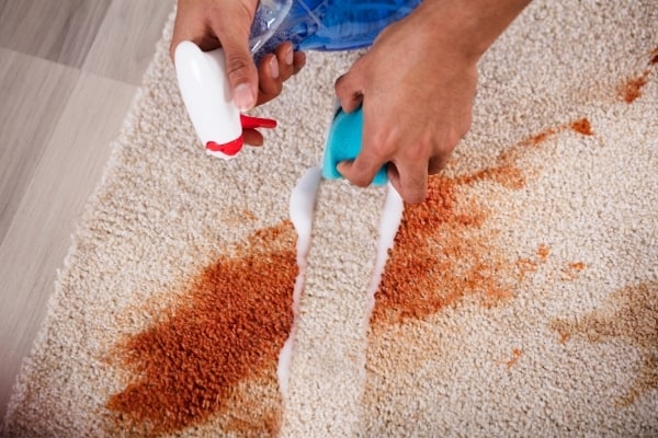 Stain Carpet Cleaning Cambridge Spotless Commercial